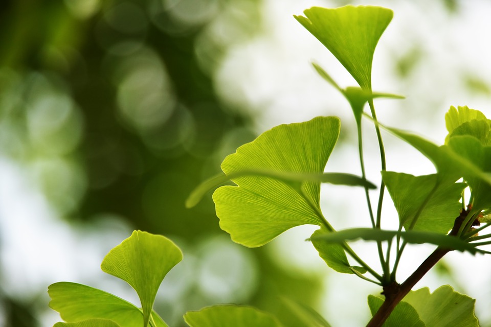Le Cabinet d'Anna 